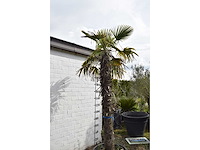 Chinese waaierpalm - mediterranean tree - afbeelding 6 van  7