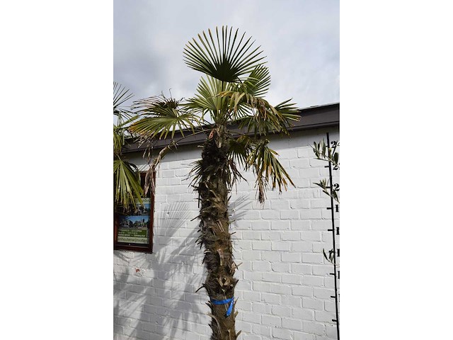 Chinese waaierpalm - mediterranean tree - afbeelding 7 van  7