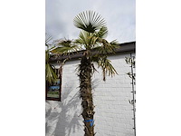 Chinese waaierpalm - mediterranean tree - afbeelding 7 van  7