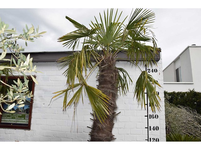 Chinese waaierpalm - mediterranean tree - afbeelding 1 van  7