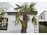 Chinese waaierpalm - mediterranean tree - afbeelding 1 van  7