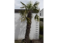 Chinese waaierpalm - mediterranean tree - afbeelding 2 van  7