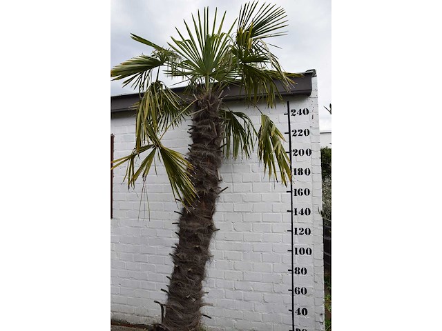 Chinese waaierpalm - mediterranean tree - afbeelding 3 van  7