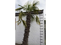Chinese waaierpalm - mediterranean tree - afbeelding 3 van  7