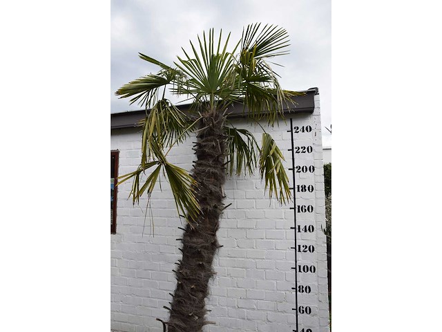Chinese waaierpalm - mediterranean tree - afbeelding 4 van  7