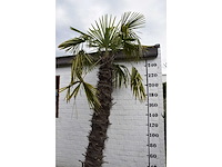 Chinese waaierpalm - mediterranean tree - afbeelding 4 van  7
