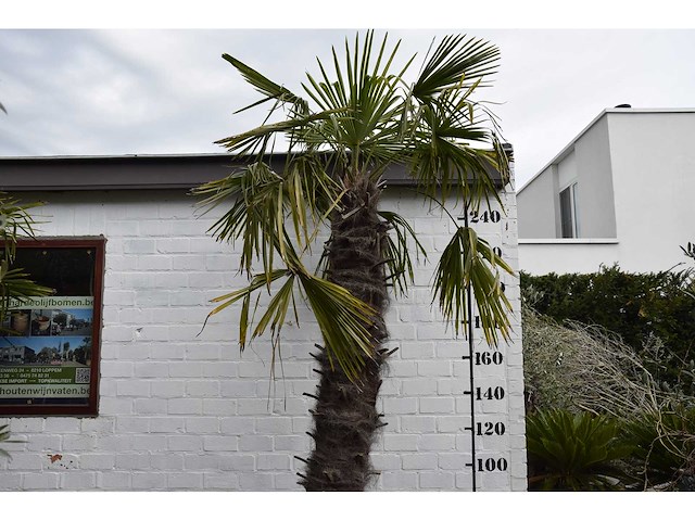 Chinese waaierpalm - mediterranean tree - afbeelding 5 van  7