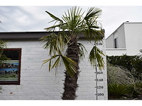Chinese waaierpalm - mediterranean tree - afbeelding 5 van  7
