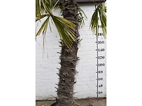 Chinese waaierpalm - mediterranean tree - afbeelding 6 van  7