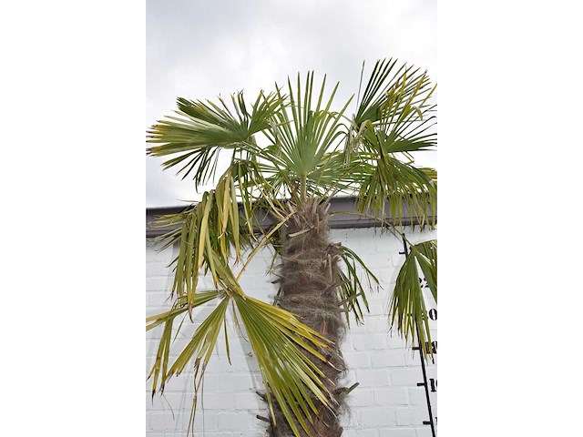 Chinese waaierpalm - mediterranean tree - afbeelding 7 van  7