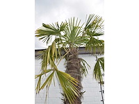 Chinese waaierpalm - mediterranean tree - afbeelding 7 van  7