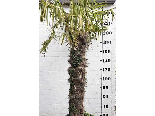 Chinese waaierpalm - mediterranean tree - afbeelding 1 van  6