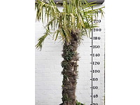 Chinese waaierpalm - mediterranean tree - afbeelding 1 van  6