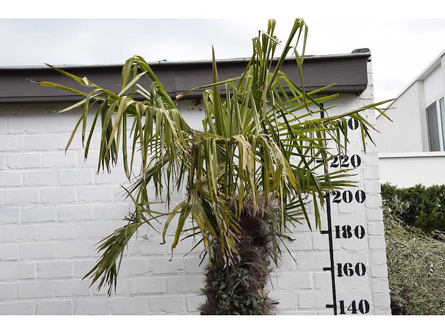 Chinese waaierpalm - mediterranean tree - afbeelding 2 van  6