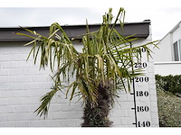 Chinese waaierpalm - mediterranean tree - afbeelding 2 van  6