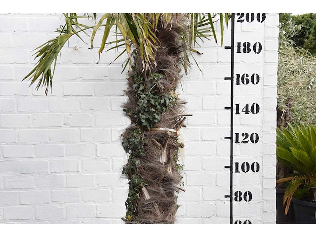 Chinese waaierpalm - mediterranean tree - afbeelding 3 van  6