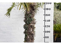 Chinese waaierpalm - mediterranean tree - afbeelding 3 van  6
