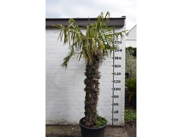Chinese waaierpalm - mediterranean tree - afbeelding 4 van  6