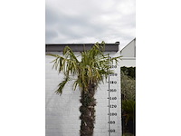 Chinese waaierpalm - mediterranean tree - afbeelding 5 van  6