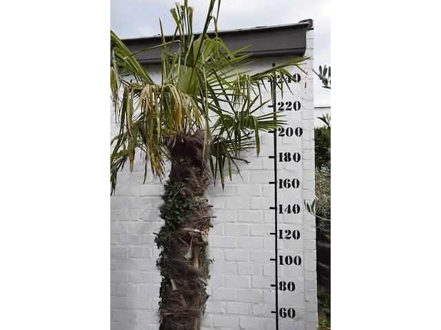 Chinese waaierpalm - mediterranean tree - afbeelding 6 van  6