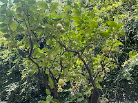 Citroenboom - afbeelding 4 van  8