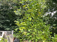 Citroenboom - afbeelding 4 van  9