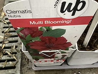 Clematis (15x), klimrozen (15) - afbeelding 1 van  4