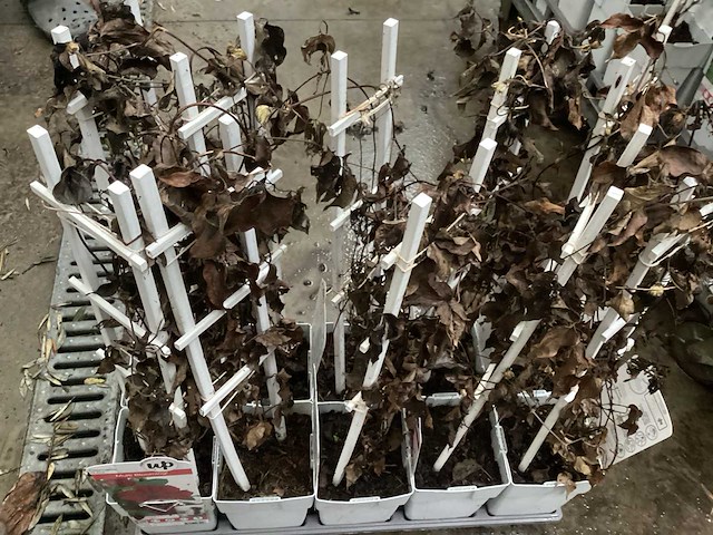 Clematis (15x), klimrozen (15) - afbeelding 2 van  4