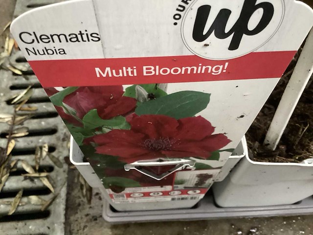 Clematis (15x), klimrozen (15) - afbeelding 1 van  3