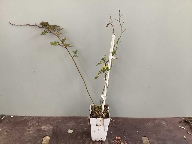 Clematis (15x), klimrozen (15) - afbeelding 3 van  3