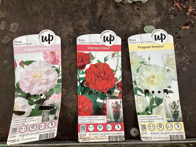 Clematis (15x), klimrozen (15) - afbeelding 3 van  5