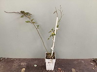Clematis (15x), klimrozen (15) - afbeelding 4 van  5