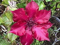 Clematis (15x), klimrozen (15) - afbeelding 5 van  5
