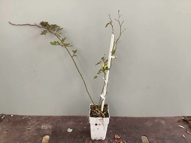 Clematis (15x), klimrozen (15) - afbeelding 4 van  5