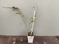 Clematis (15x), klimrozen (15) - afbeelding 4 van  5