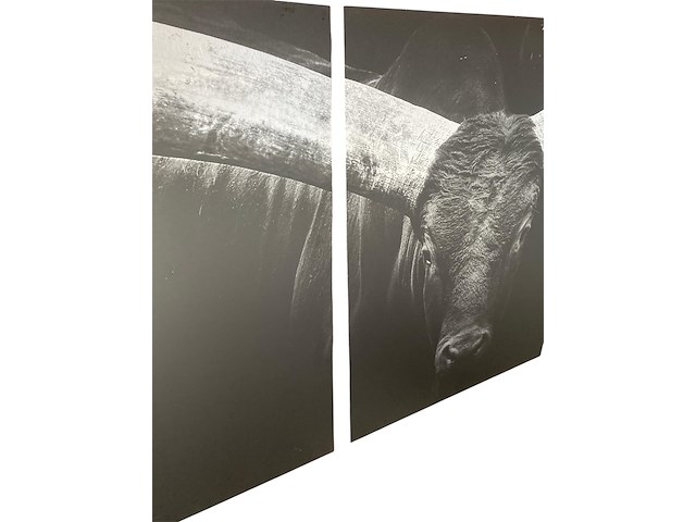 Cobra art - 3-luik "the longhorn" - afbeelding 3 van  5