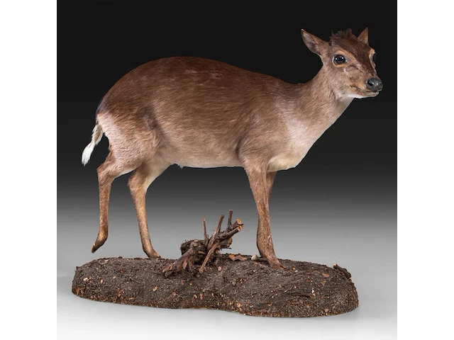 Common duiker (sylvicapra grimmia) full mount, taxidermy trophy, h 43 cm - afbeelding 1 van  9