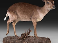 Common duiker (sylvicapra grimmia) full mount, taxidermy trophy, h 43 cm