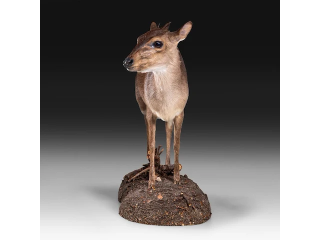 Common duiker (sylvicapra grimmia) full mount, taxidermy trophy, h 43 cm - afbeelding 2 van  9