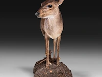Common duiker (sylvicapra grimmia) full mount, taxidermy trophy, h 43 cm - afbeelding 2 van  9