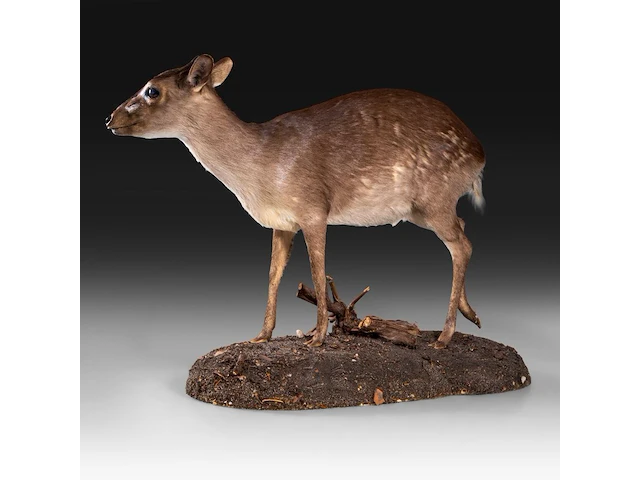 Common duiker (sylvicapra grimmia) full mount, taxidermy trophy, h 43 cm - afbeelding 3 van  9