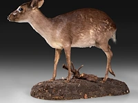 Common duiker (sylvicapra grimmia) full mount, taxidermy trophy, h 43 cm - afbeelding 3 van  9