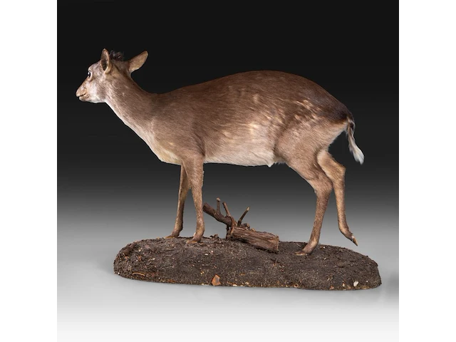 Common duiker (sylvicapra grimmia) full mount, taxidermy trophy, h 43 cm - afbeelding 4 van  9