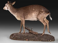 Common duiker (sylvicapra grimmia) full mount, taxidermy trophy, h 43 cm - afbeelding 4 van  9