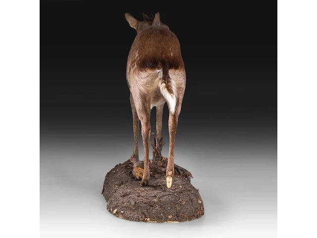 Common duiker (sylvicapra grimmia) full mount, taxidermy trophy, h 43 cm - afbeelding 5 van  9