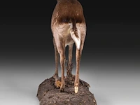 Common duiker (sylvicapra grimmia) full mount, taxidermy trophy, h 43 cm - afbeelding 5 van  9
