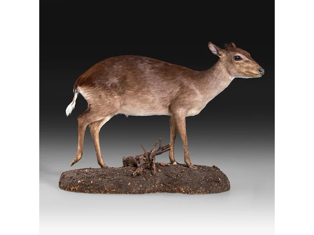 Common duiker (sylvicapra grimmia) full mount, taxidermy trophy, h 43 cm - afbeelding 6 van  9