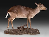 Common duiker (sylvicapra grimmia) full mount, taxidermy trophy, h 43 cm - afbeelding 6 van  9