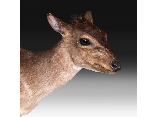 Common duiker (sylvicapra grimmia) full mount, taxidermy trophy, h 43 cm - afbeelding 7 van  9
