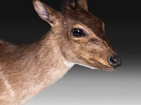 Common duiker (sylvicapra grimmia) full mount, taxidermy trophy, h 43 cm - afbeelding 7 van  9